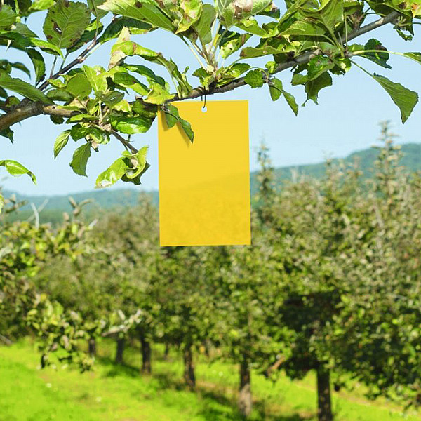 Große Leimringe Bio PLANTELLA 20 Stück Gelbsticker 20 x 26cm Gelbtafeln Klebrige Insektenfallen zum Schutz der Bäume vor kleinen Schädlingen wie Trauermücken Klebeplatten