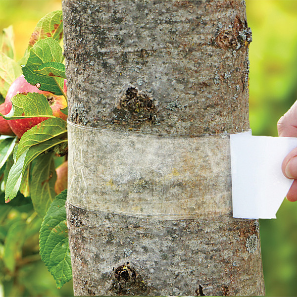Leimring BIO PLANTELLA 5m – Natürlicher Schutz gegen Schädlinge an Obst- & Zierbäumen – Starkes Klebeband mit langer Haftkraft – Ganzjährig einsetzbar, doppelseitig, ungiftig