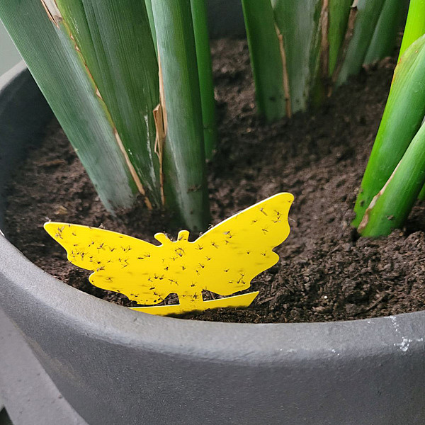 Schmetterling Leimringe Bio PLANTELLA 30 Stück Gelbsticker in Form eines Schmetterlings zum Schutz der Balkonpflanzen & Zimmerpflanzen Gelbtafeln Klebrige Insektenfallen gegen kleine Schädlinge wie Trauermücken
