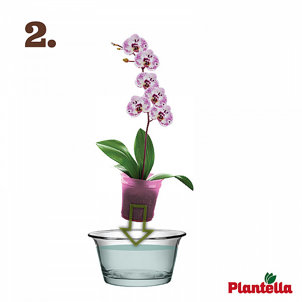 Tabs for Orchids PLANTELLA – 10 Tablets – Efficient Tablet-Form Care for Strong Roots & Lush Orchid Blooms