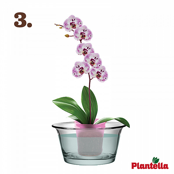 Tabs for Orchids PLANTELLA – 10 Tablets – Efficient Tablet-Form Care for Strong Roots & Lush Orchid Blooms